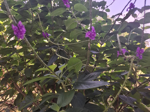 Coquira Soil Project-Chepo必去景点