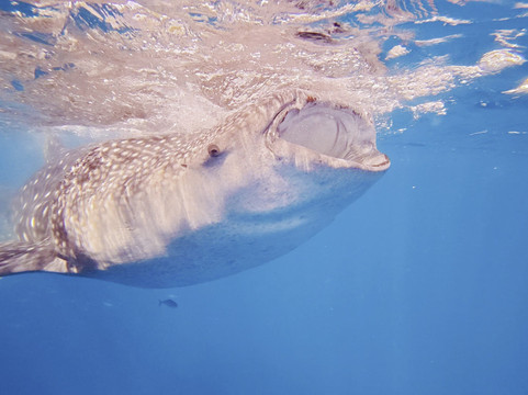 Island Trek Tours-奥斯洛布必去景点