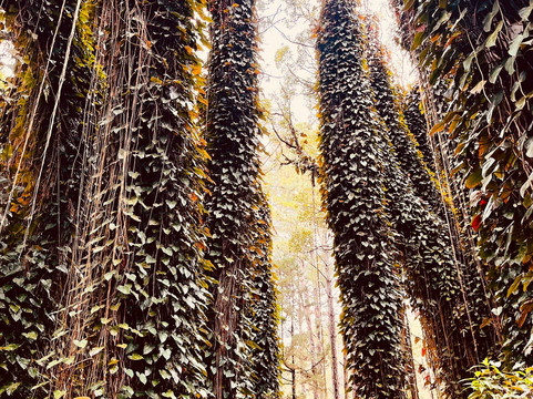 Sophie Nature Walk-Vacoas必去景点