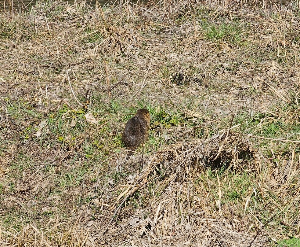 Kamogawa Delta (Kyoto Prefectural Kamogawa Park)-京都市必去景点