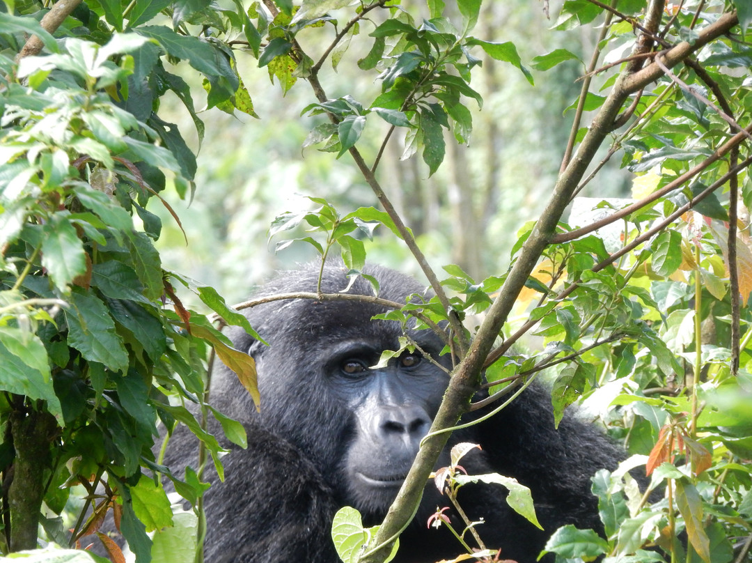 Four Gorillas Lodge