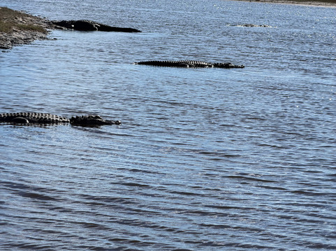 Backwoods Airboat Adventures-Christmas必去景点