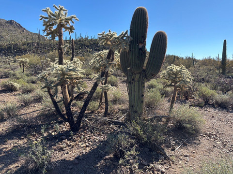 Saguaro National Park-图森必去景点