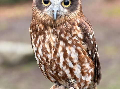 Lake District Falconry-温德米尔必去景点