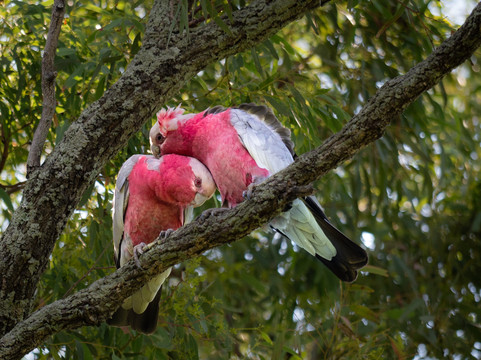 奥德丽维尔金森酒庄-波高尔宾必去景点
