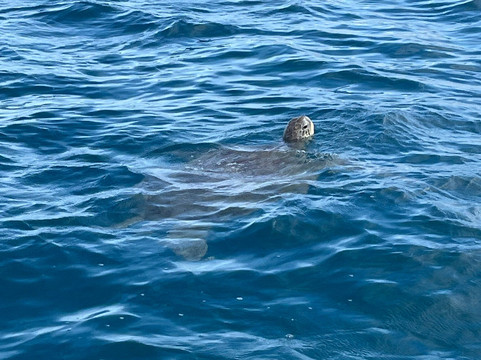 Belinda Boat Tour-贝尔马尔必去景点