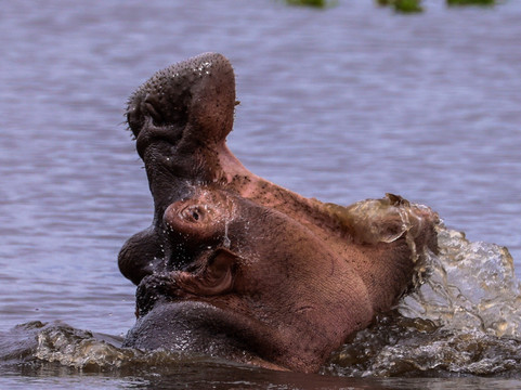 Africa Safari Trips-内罗毕必去景点