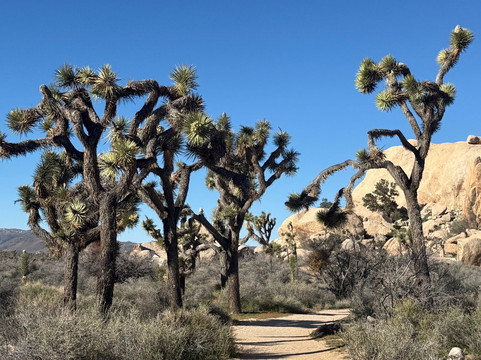 Cliffhanger Guides-约书亚树必去景点