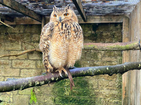 Scottish Owl Centre-Whitburn必去景点