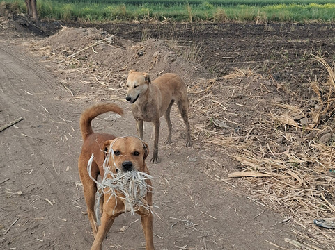 ACE - Animal Care in Egypt-卢克索必去景点