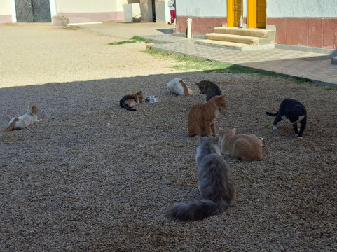 ACE - Animal Care in Egypt-卢克索必去景点