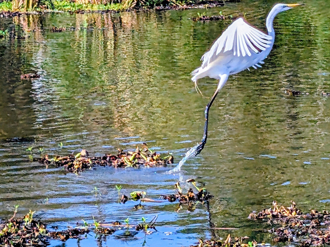 Kalametiya Bird Watching & Ecotourism-Kalametiya必去景点