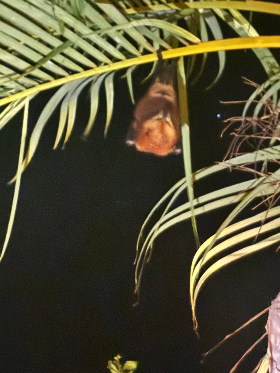 So Sofitel Martitius-官方