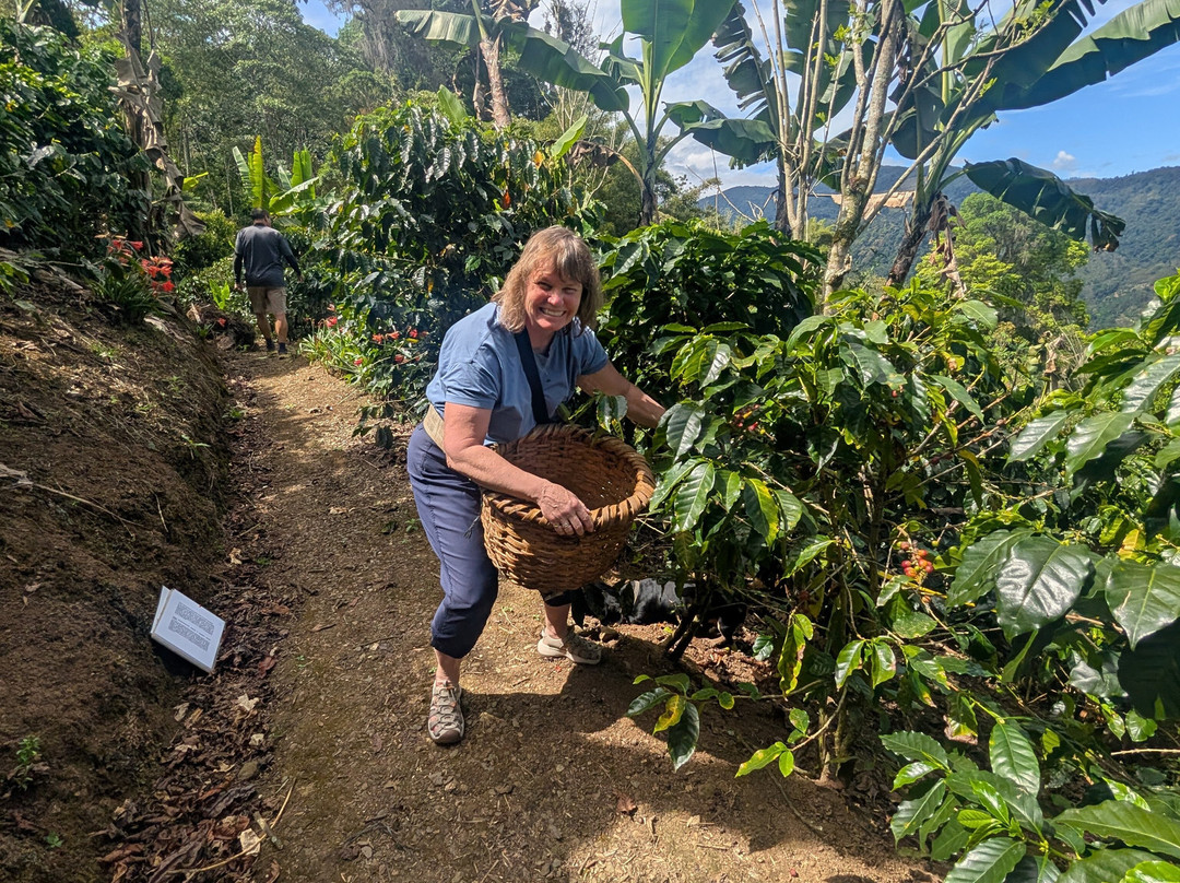 Café Artesanal Los Sauces-奥罗西必去景点