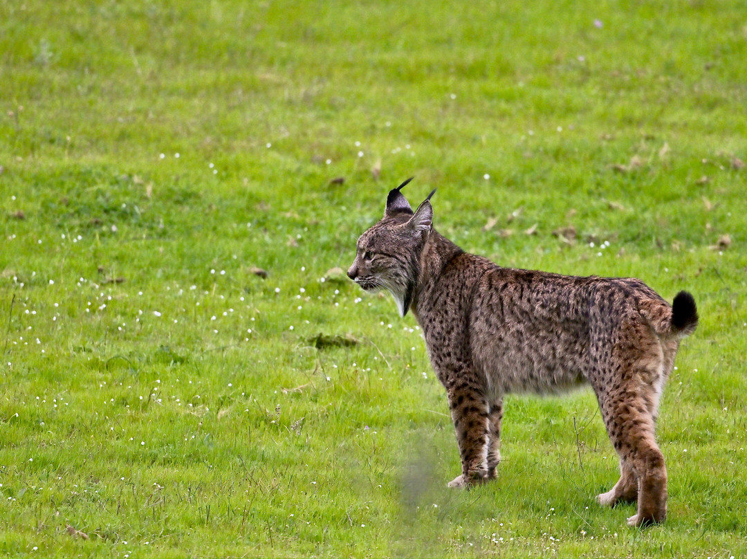Birds&Lynx Ecotourism-La Carolina必去景点