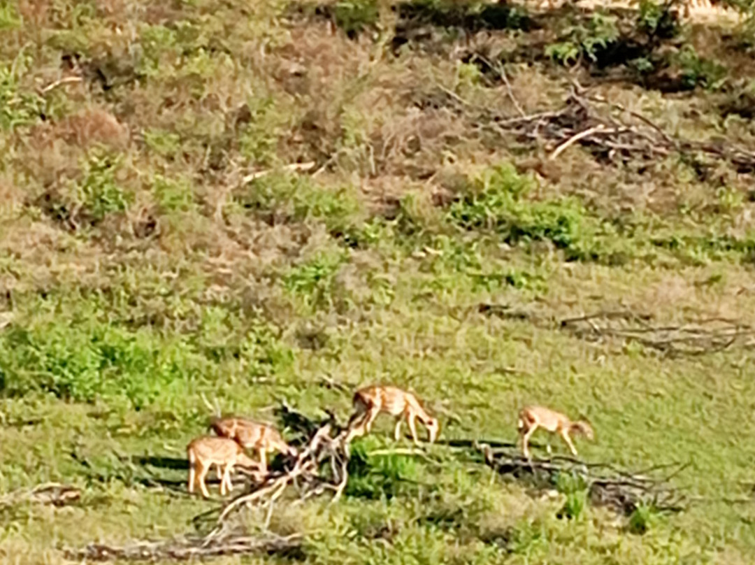 Didulanka yala safari-Thanamalwila必去景点