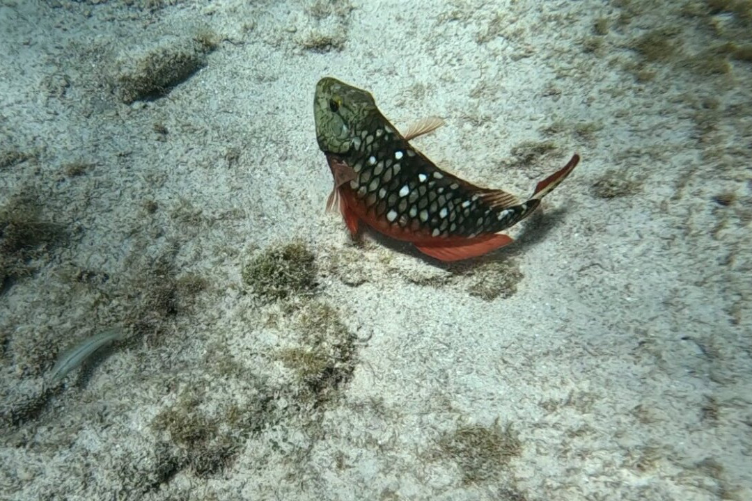 Buck Island Reef National Monument-圣克鲁斯必去景点