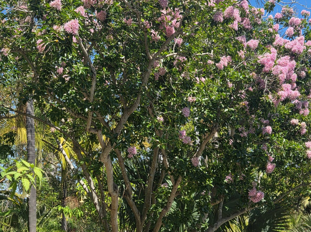 San Diego Botanic Garden-恩西尼塔斯必去景点