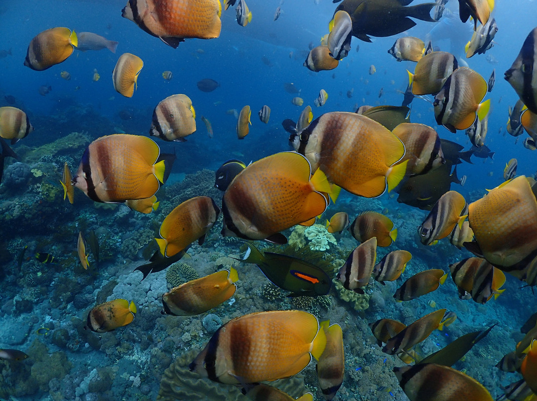 Aquaman Snorkeling Lembongan-蓝梦岛必去景点