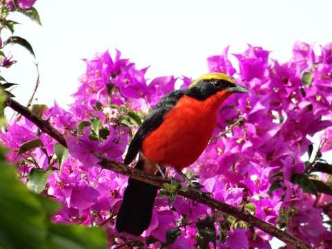 里欧海滩休闲酒店及餐厅 - 限成人入住主图