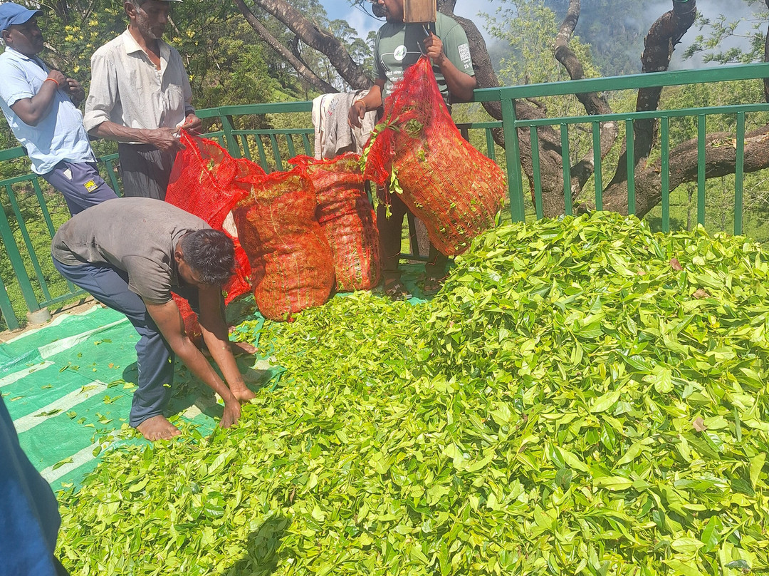 Chathu Lanka Tours-康提必去景点