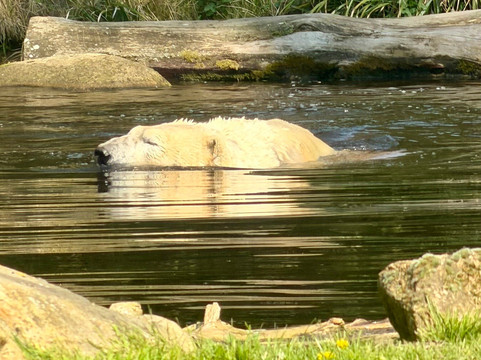 Zoo de La Fleche-La Fleche必去景点