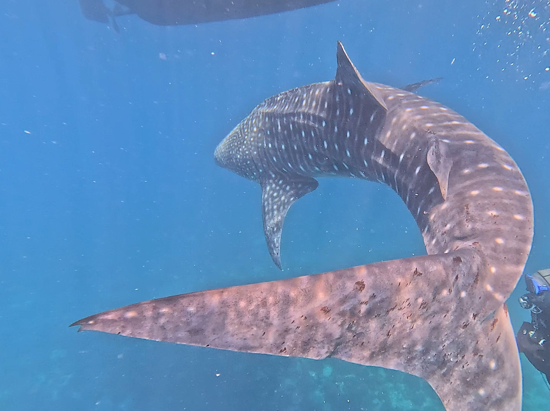 Mbi Divecenter-妈妈拍丝瓜岛必去景点