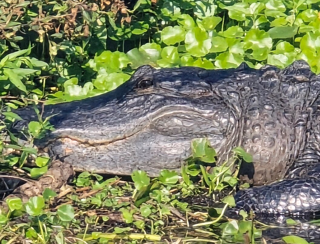 Grape Hammock Airboat & Alligator Tours-莱克威尔士必去景点