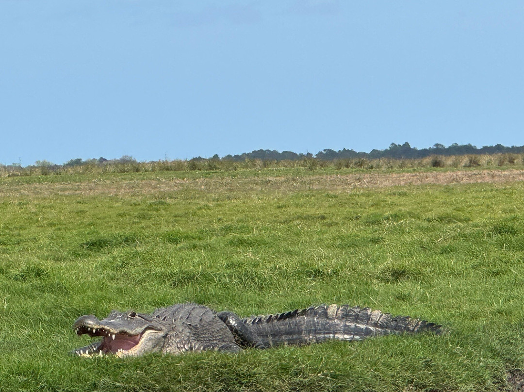 AirBoat Rides at Midway-Christmas必去景点