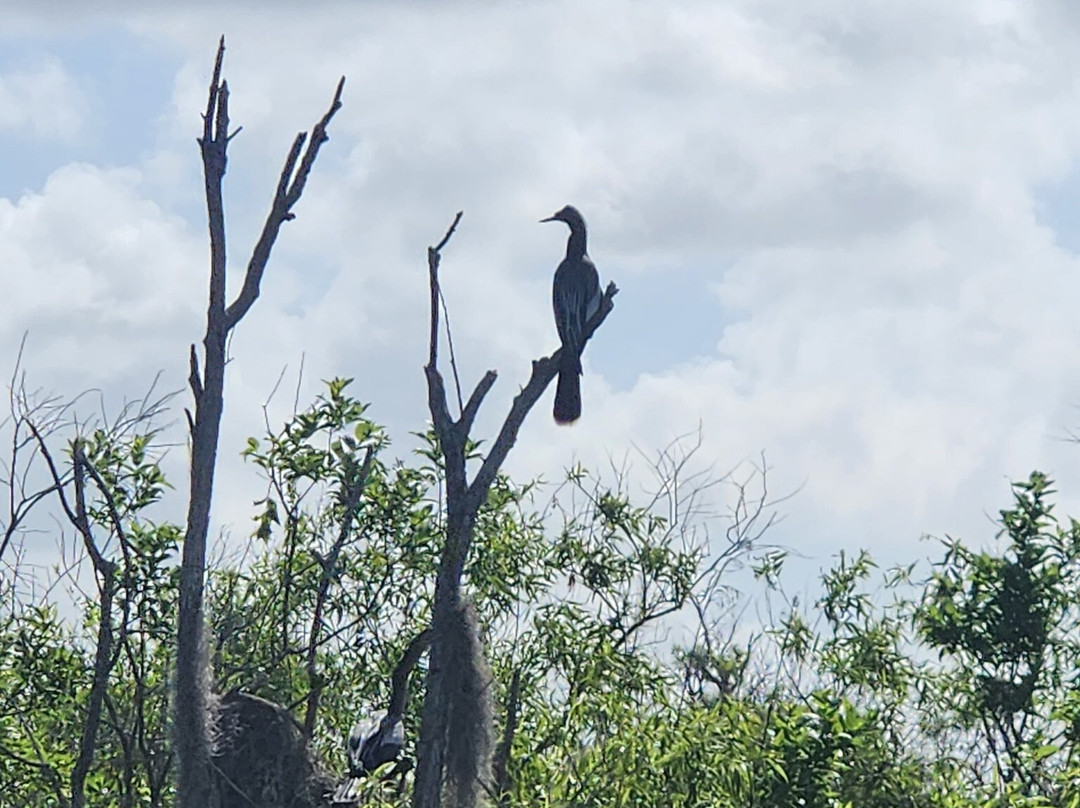 Tom and Jerry's Airboat Tours-Lake Panasoffkee必去景点