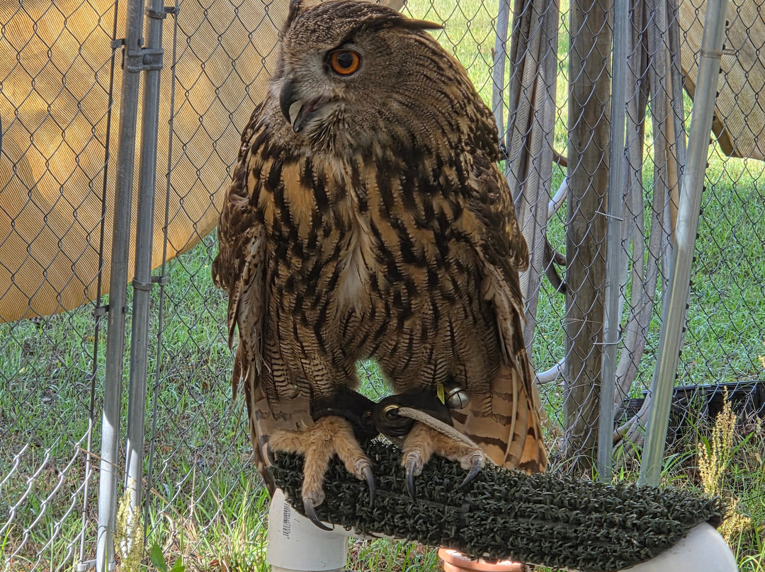 International Falconry Academy-Live Oak必去景点
