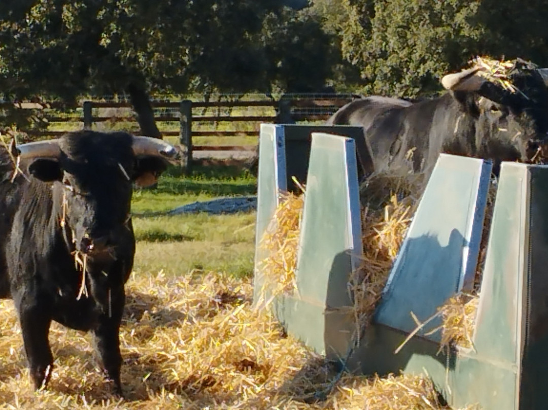 Ganaderia Antonio Palla-Ledesma必去景点