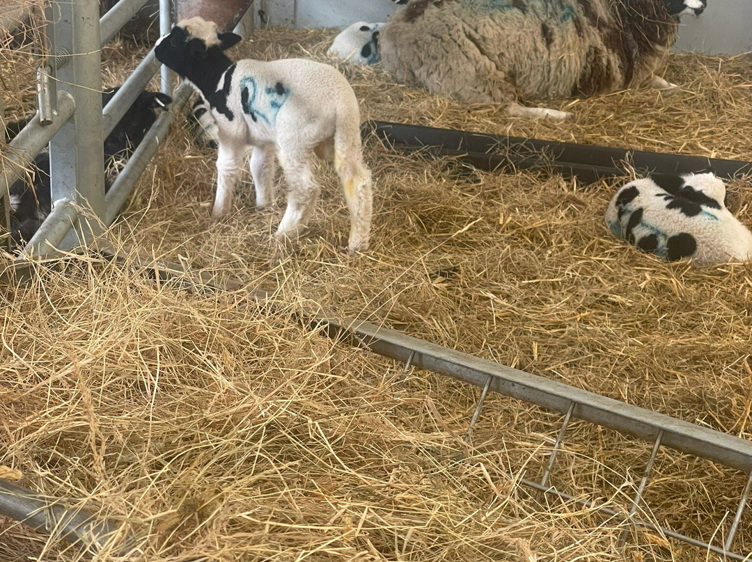 Greenmeadow Community Farm-Cwmbran必去景点
