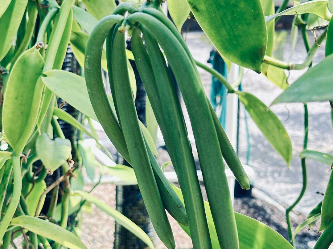 The Vanillerie-凯鲁瓦-柯纳必去景点