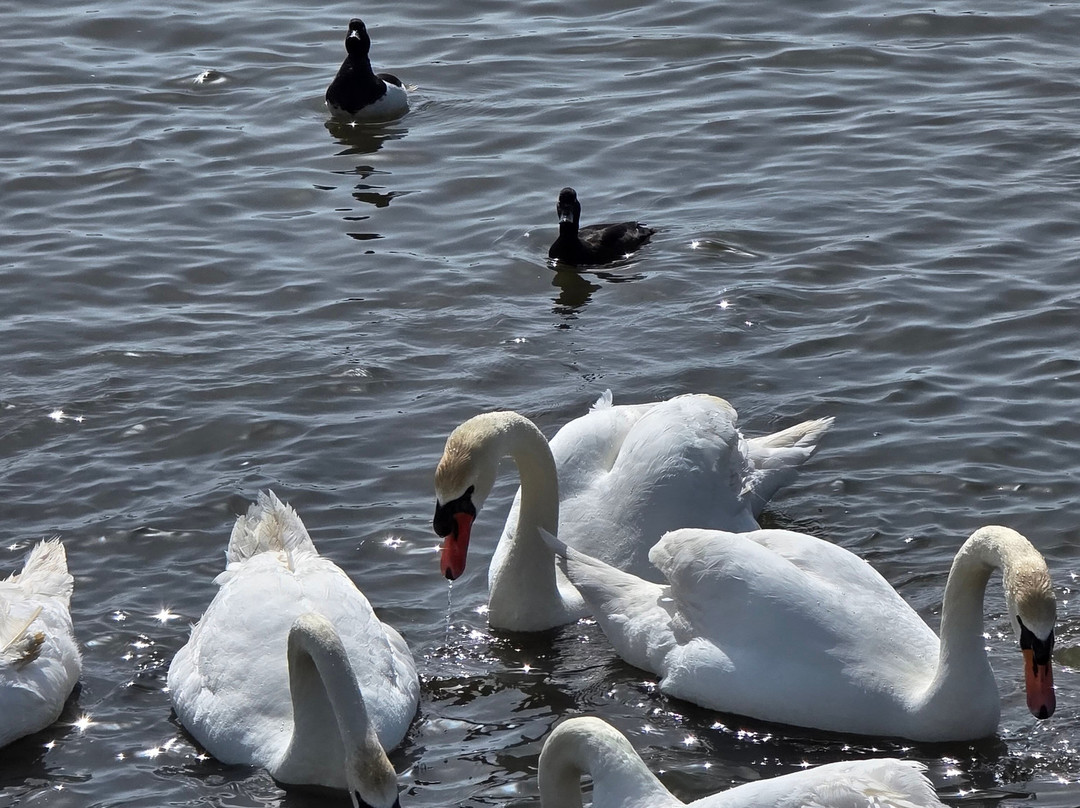 Abbotsbury Swannery-Abbotsbury必去景点