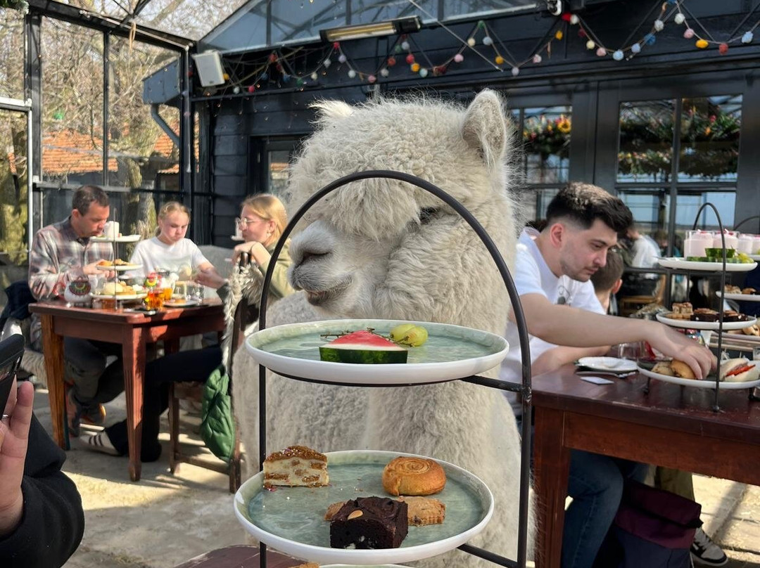 Alpaca Eco Farm-Egmond aan den Hoef必去景点