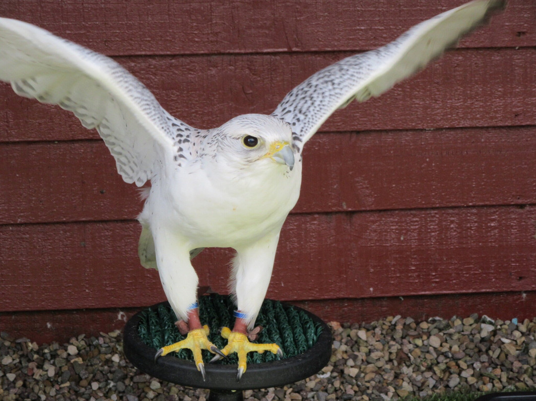 Kielder Water Bird of Prey Centre-Kielder必去景点