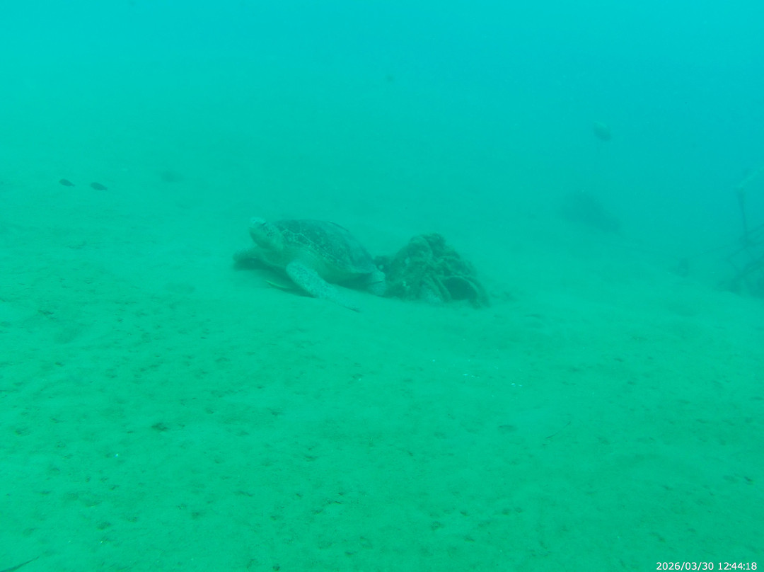 Sunshine Divers Mary & Klaus-沙姆沙伊赫必去景点