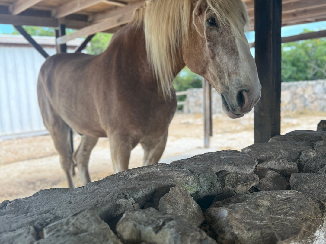 Provo Ponies-Long Bay Hills必去景点