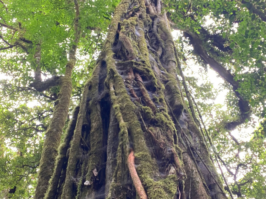 Monteverde Cloud Forest Biological Reserve-蒙特维多云雾森林自然保护区必去景点