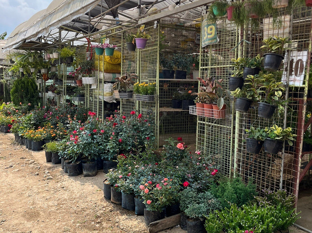 Strawberry Farm-La Trinidad必去景点