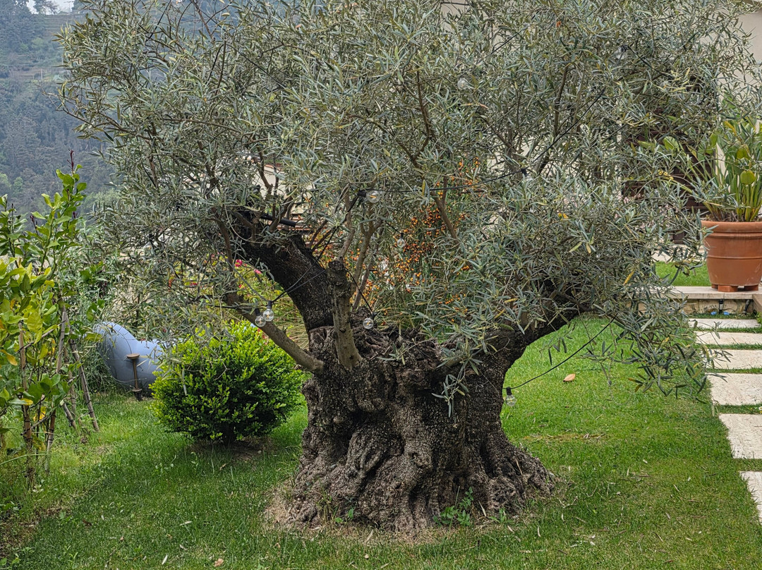 赞帕里娜庄园主图