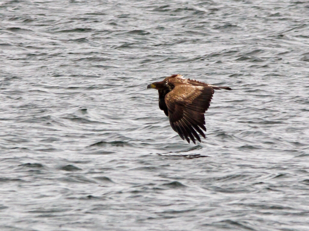 Birds Of Poole Harbour Events-普尔必去景点