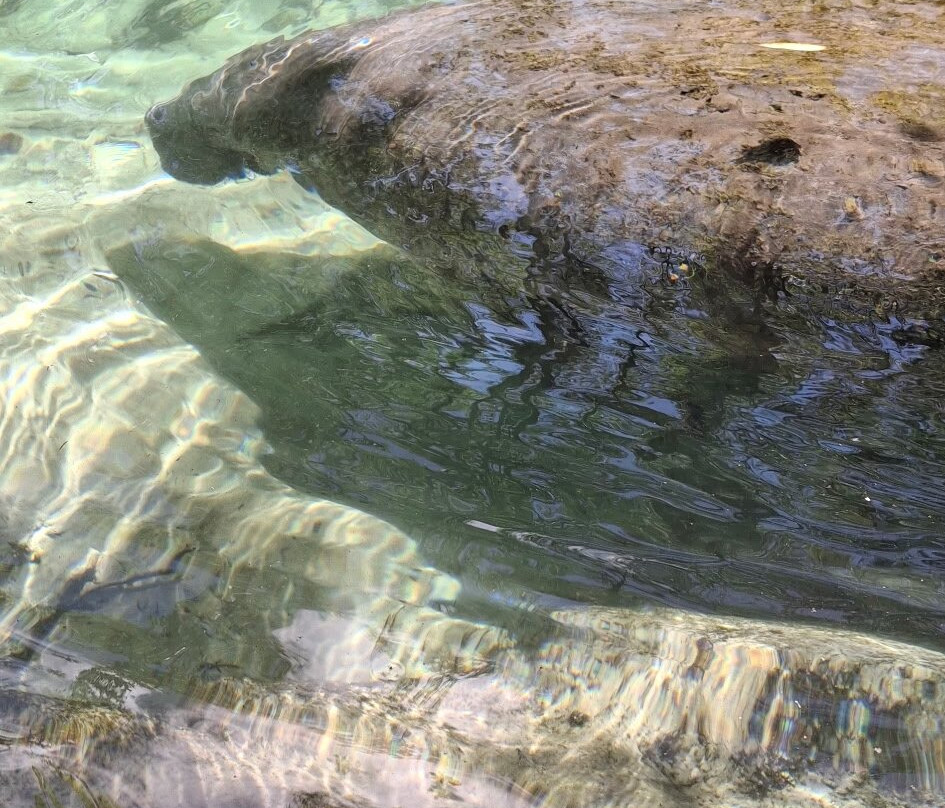 Weeki Wachee Kayaking-Weeki Wachee必去景点