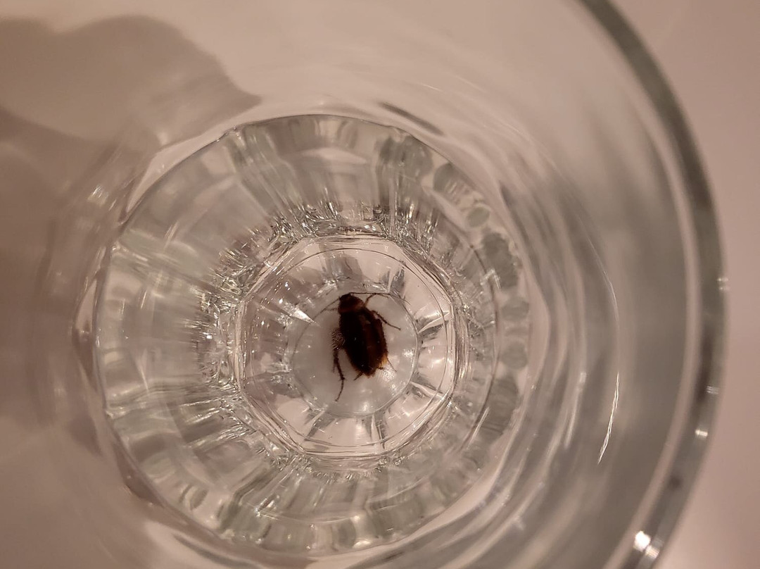 佩斯塔纳波尔图圣海滩度假村（食宿全包）主图