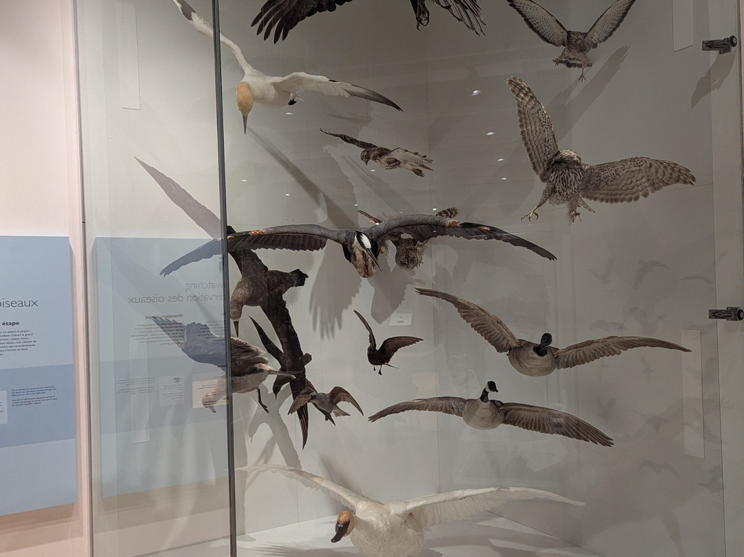 Canadian Museum Of Nature-渥太华必去景点
