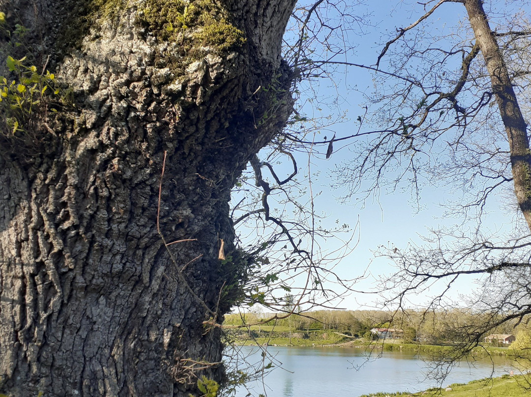 Camping municipal Lac de Damazan