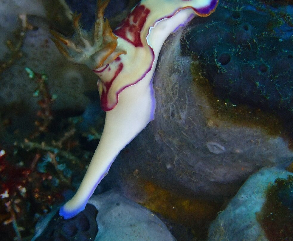 Abyss Dive Center Bali-艾湄湾必去景点