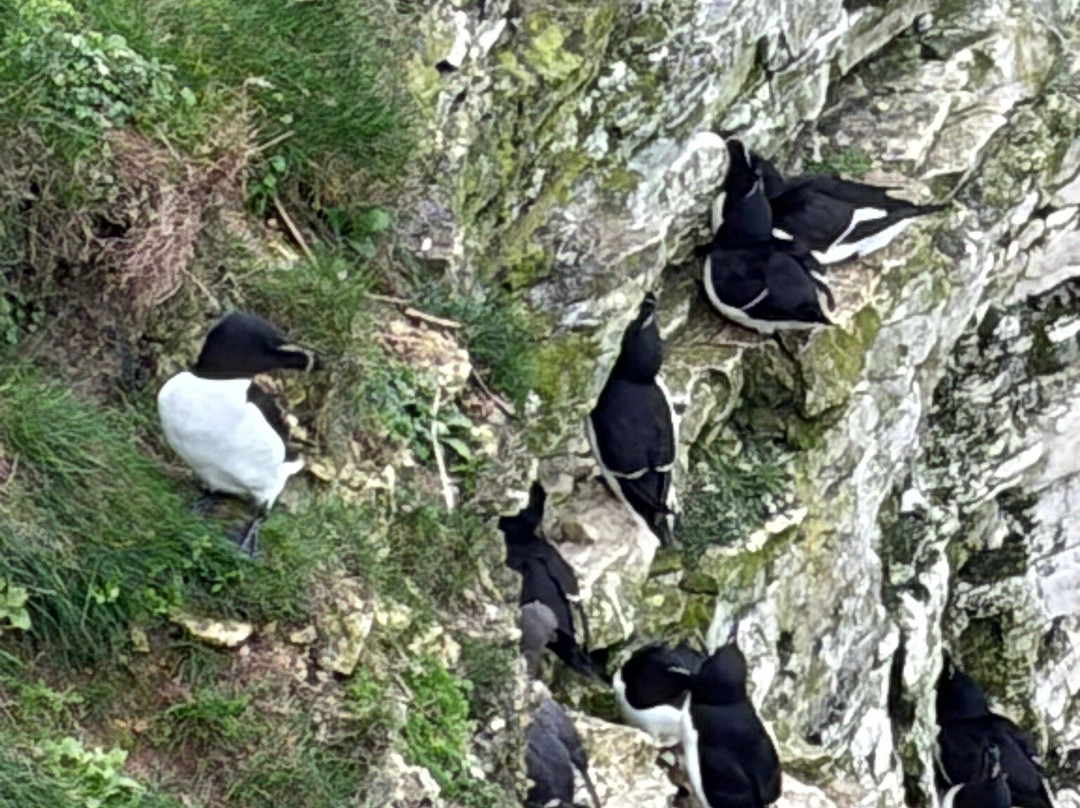 RSPB Bempton Cliffs-Bempton必去景点