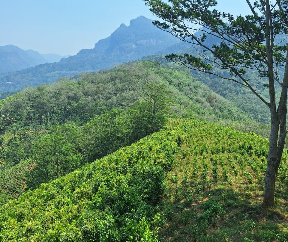 Leaf Olu Ella主图